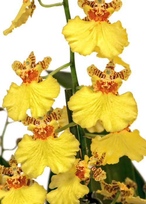 oncidium orchid yellow