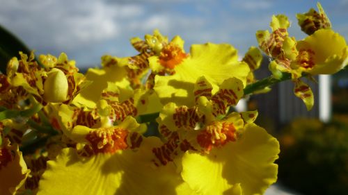 oncidium flower orchid