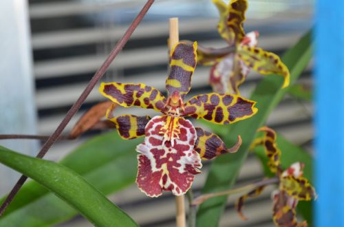 Oncidium Chocolate