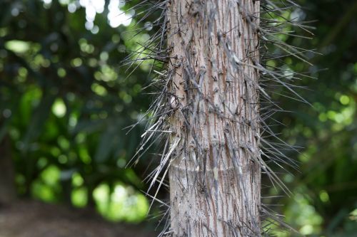 oncosperma horridum needle tree prickly