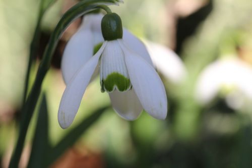 one snowdrop spring