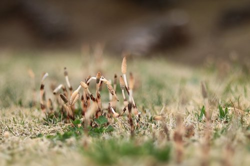 one  spring  horsetail