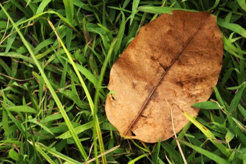 One Dry Leaf