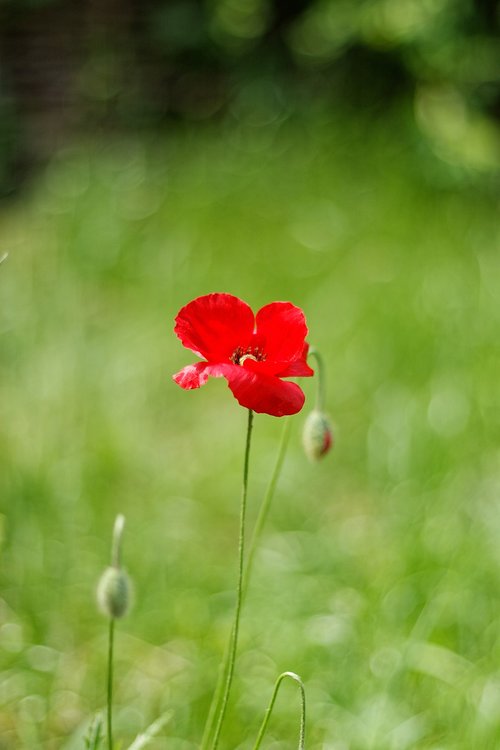 one flower  red poppy  spring