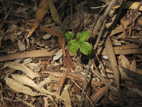 One Green Plant