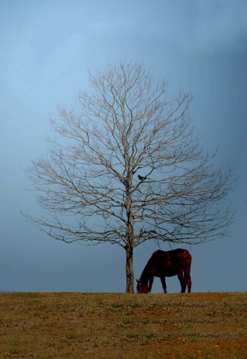 One Horse And Bird By Tree