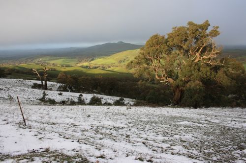 one tree hill snow landscape