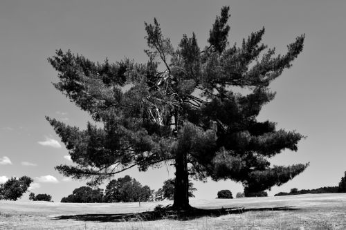 One Tree In Black And White