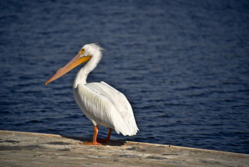 One White Pelican