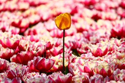 one yellow tulip alone stand alone