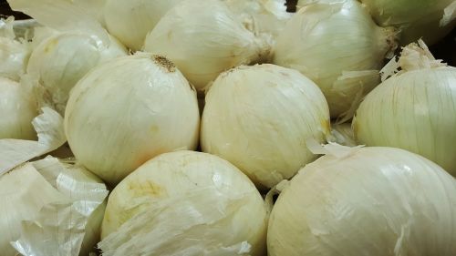 onion onions white onions