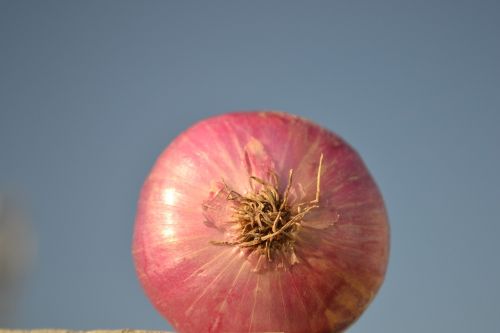 onion vegetables nature