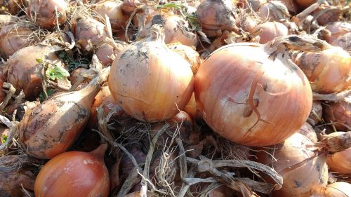 onion harvest food