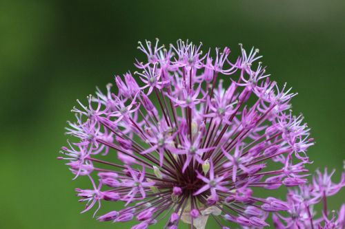 onion purple flower flower