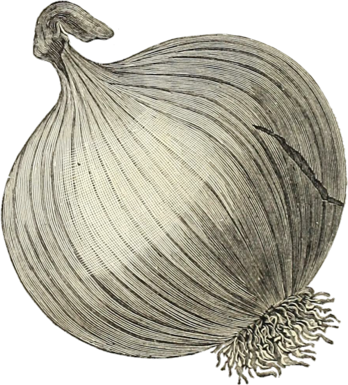 onion vegetable transparent