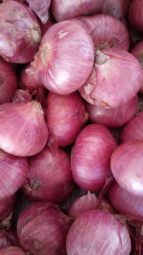 onion vegetables organic