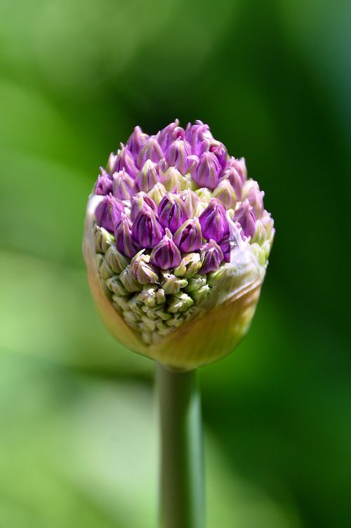onion flower purple