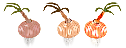 onion onions nature