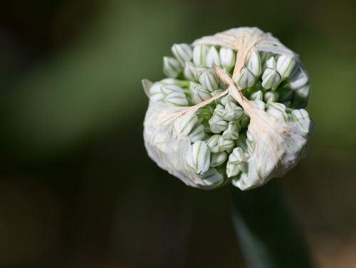 onion flower flowering