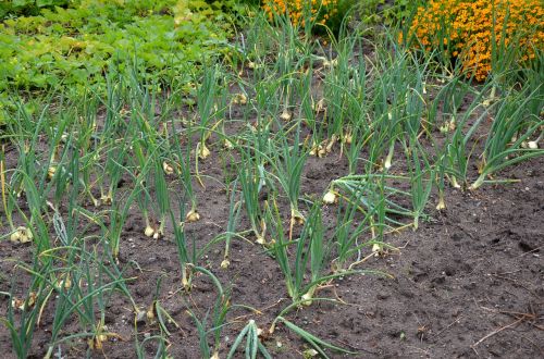 onion arable field
