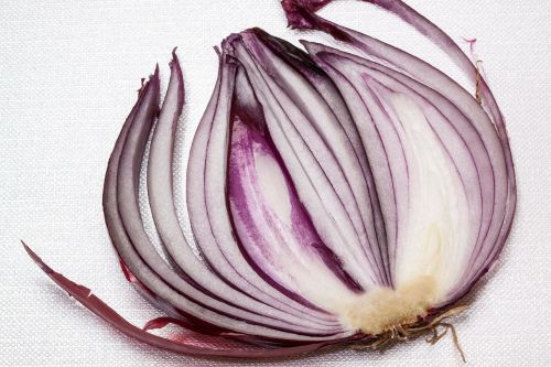 onion allium cepa red onion
