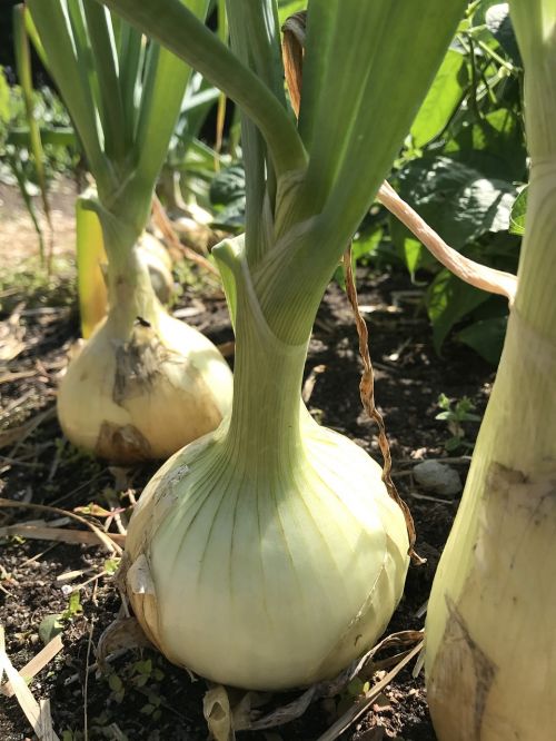 onion vegetable garden