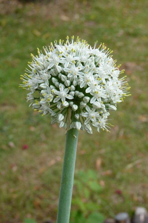 onion flowers vegetables