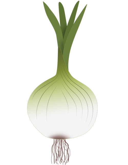 onion  drawing of onion  vegetables