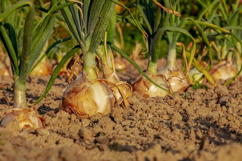 onion  arable  field