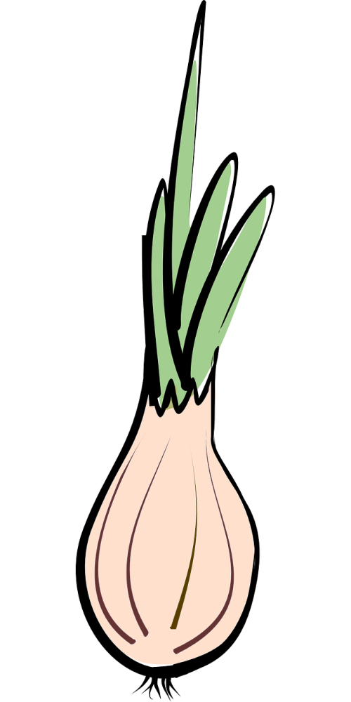 onion a vegetable vegetables