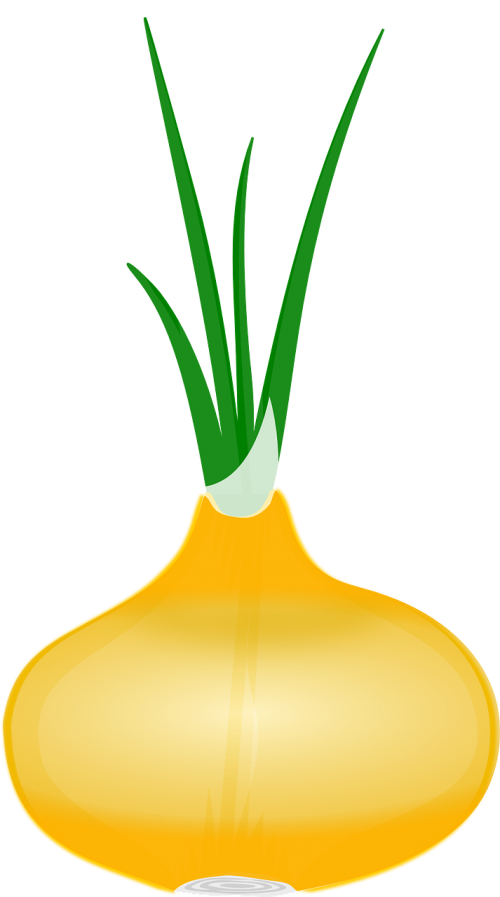 onion vegetable root