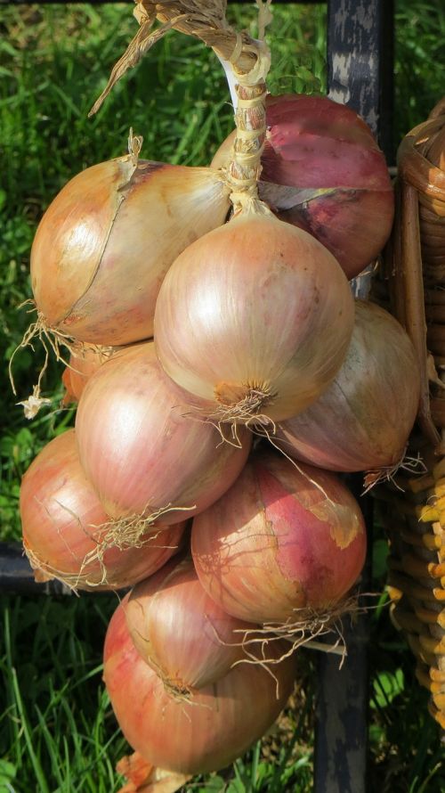 onion vegetables federal government