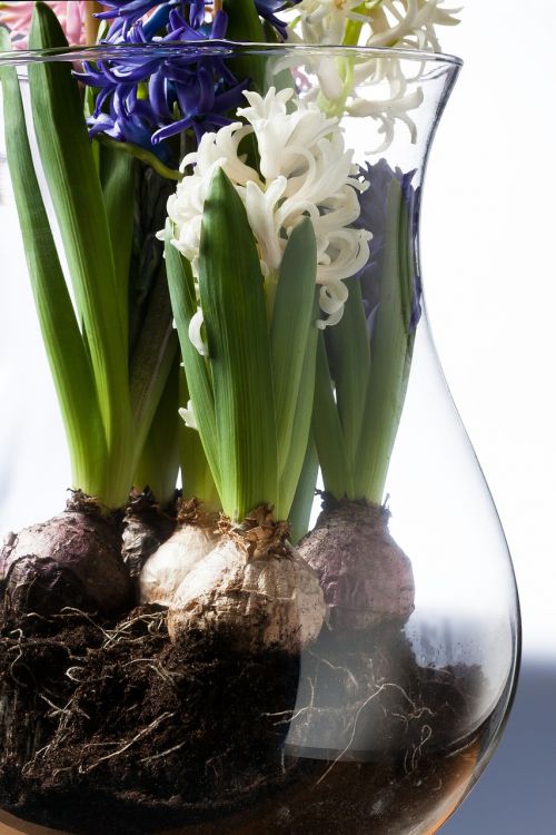 onion hyacinth hyacinthus orientalis
