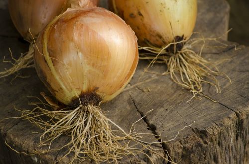 onion vegetable eat