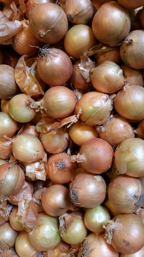 onion vegetables nature