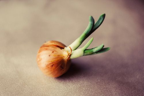 onion vegetable fresh vegetables