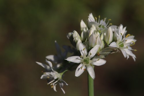 onion blossom  nature recording  leaves