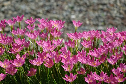 onion blue  pink  nature