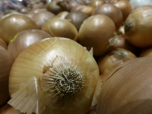 Onion Brown Closeup