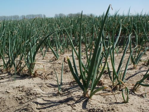 onion field agriculture reilingen