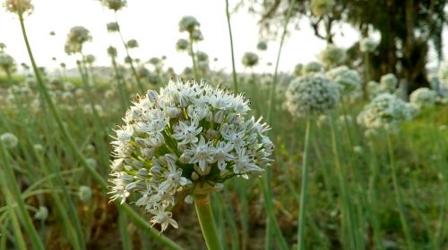 onion flower white onion