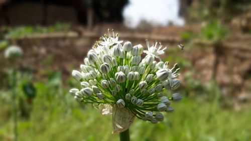 onion flower close up white flower