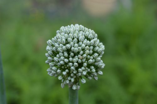 Onion Flower