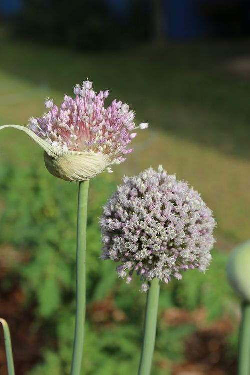 onion flowers flowers purple flowers