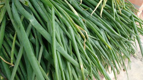 onion long leaves green