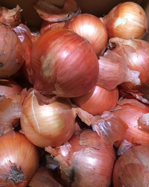onions seiyu ltd living