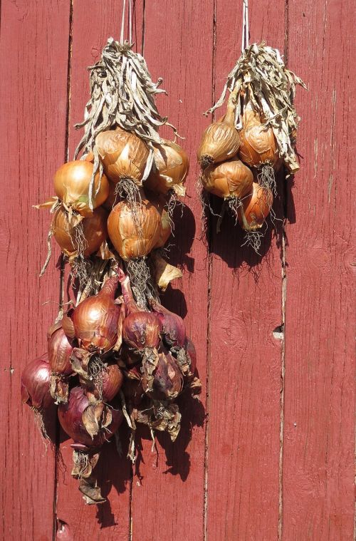 onions drying vegetable