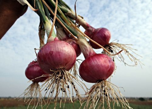 onions fresh harvested