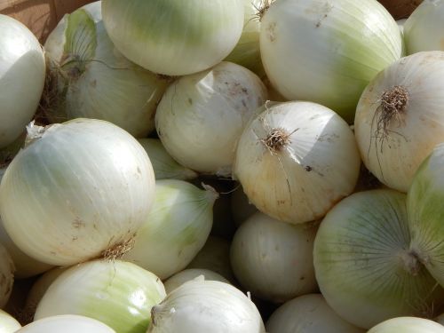 onions vegetables produce