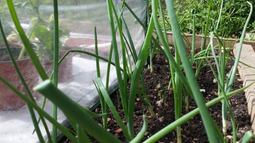 Onions Growing Close